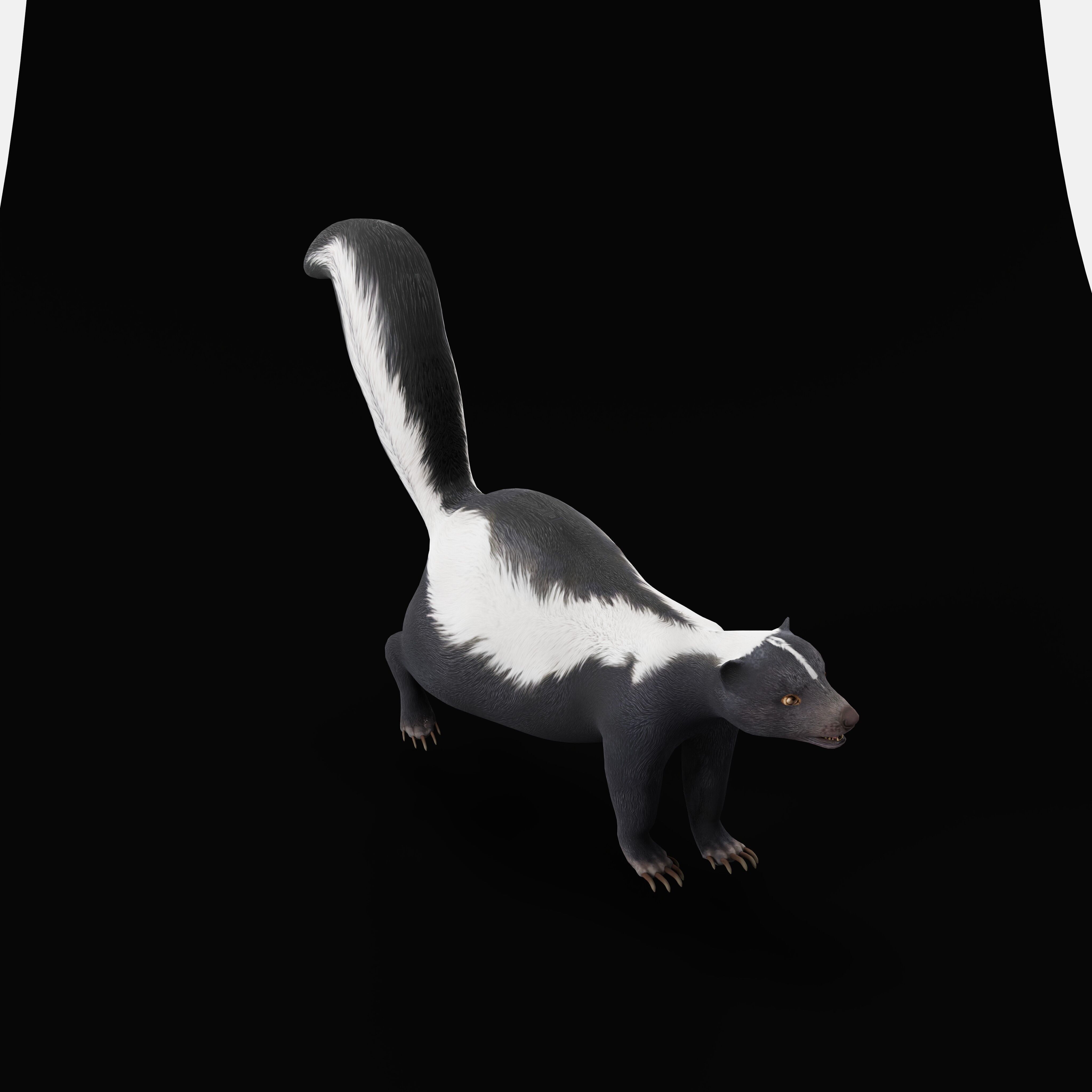 Striped Skunk Low-poly 3D model_41