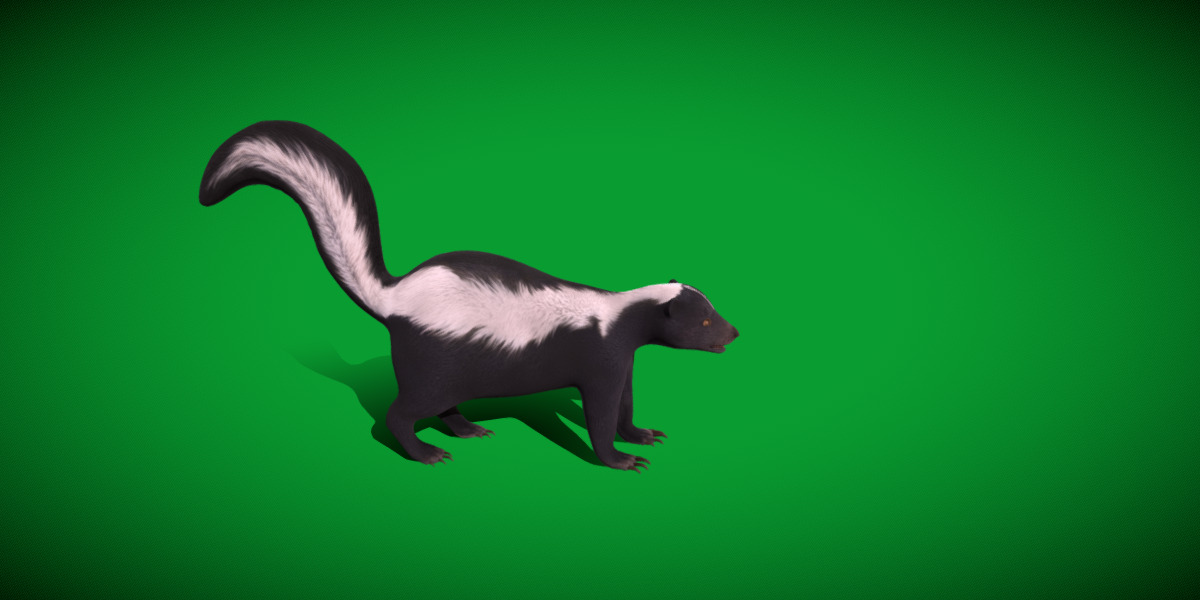 Striped Skunk Low-poly 3D model_10