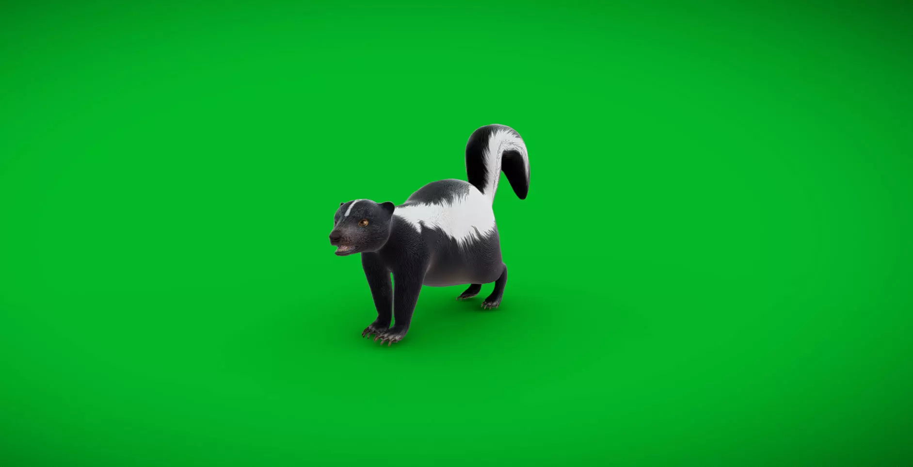 Striped Skunk Low-poly 3D model_0
