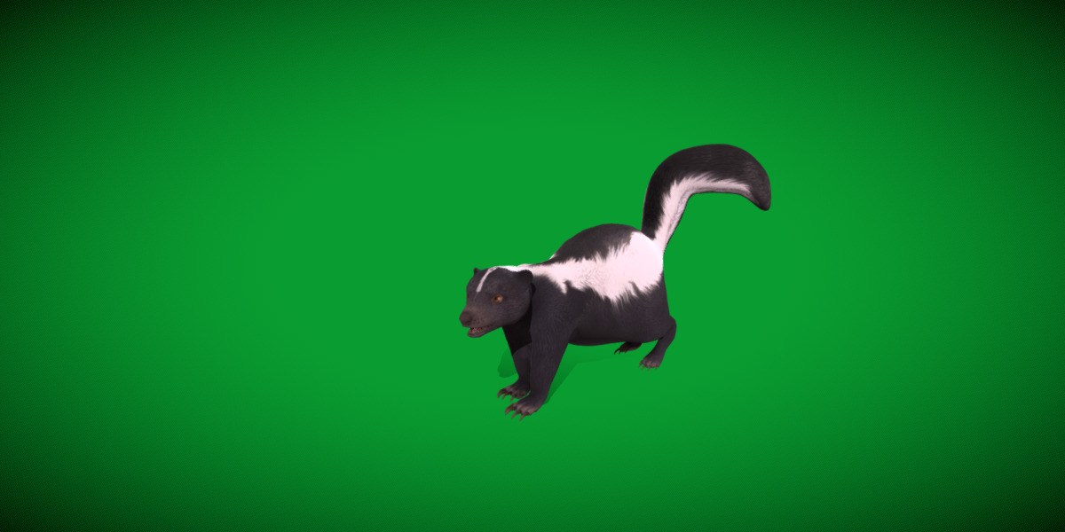 Striped Skunk Low-poly 3D model_16