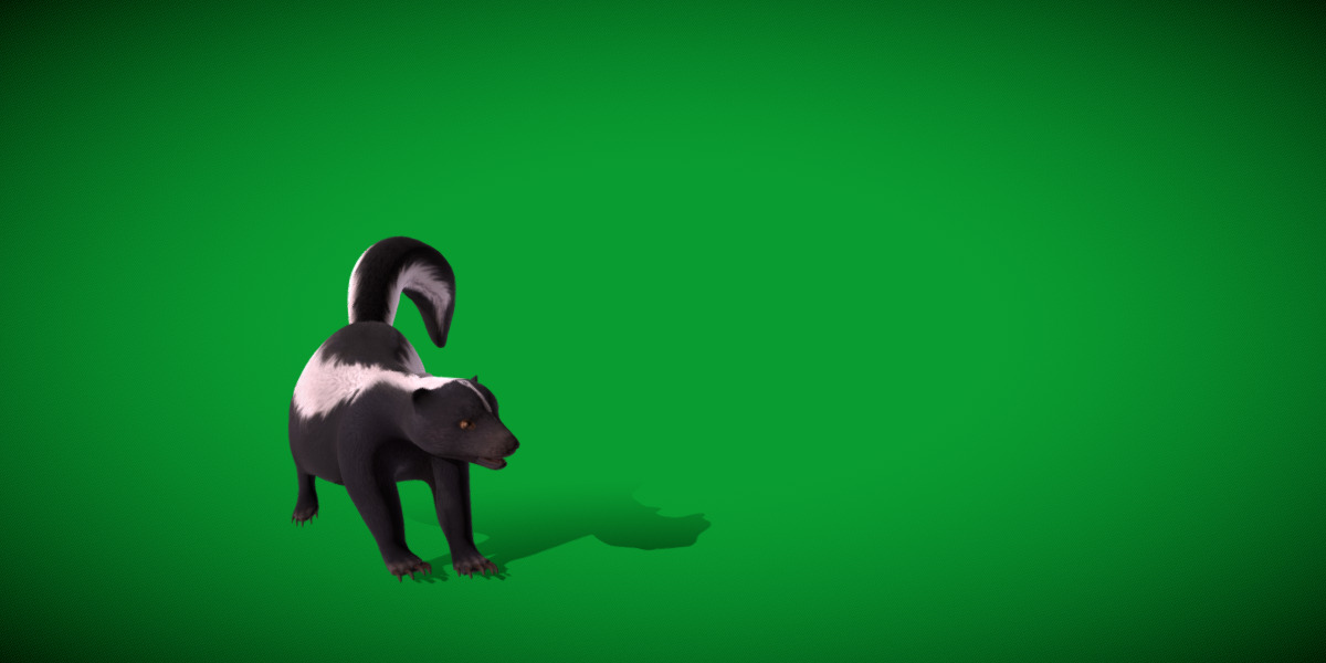 Striped Skunk Low-poly 3D model_29