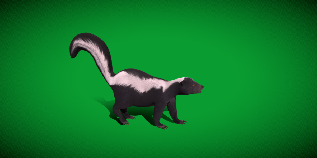 Striped Skunk Low-poly 3D model_33