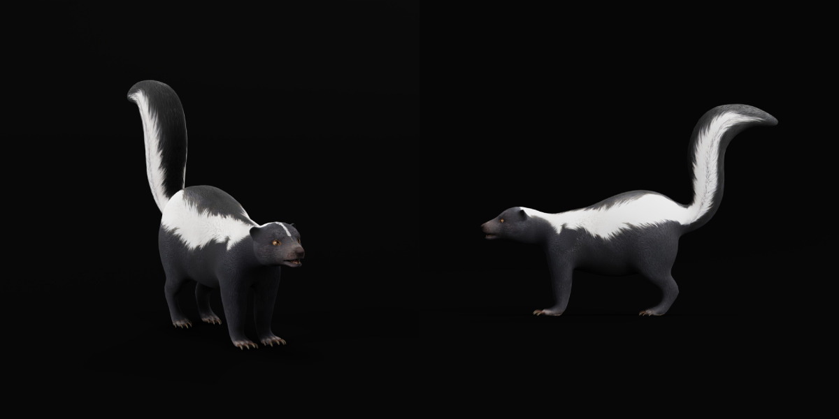 Striped Skunk Low-poly 3D model_31