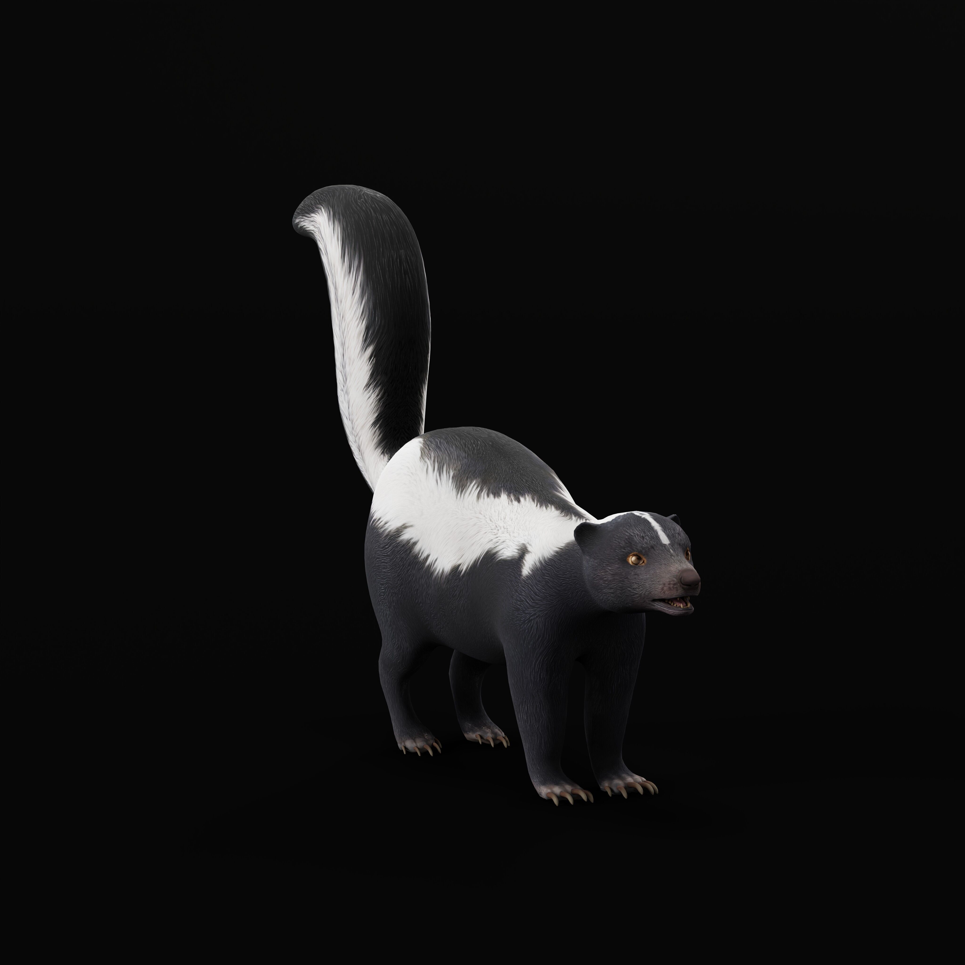 Striped Skunk Low-poly 3D model_37