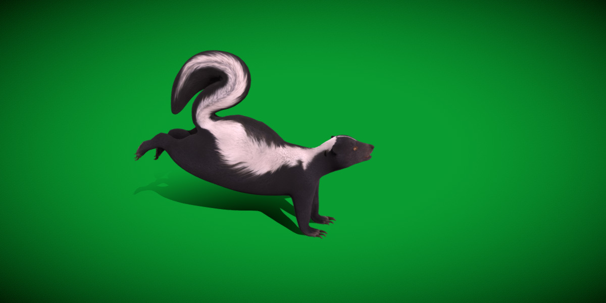Striped Skunk Low-poly 3D model_35