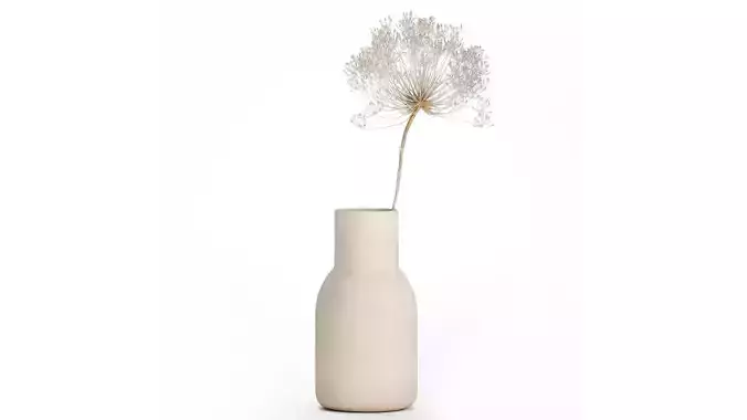 Bouquet Dried White Branches Heracleum Hogweed 532
