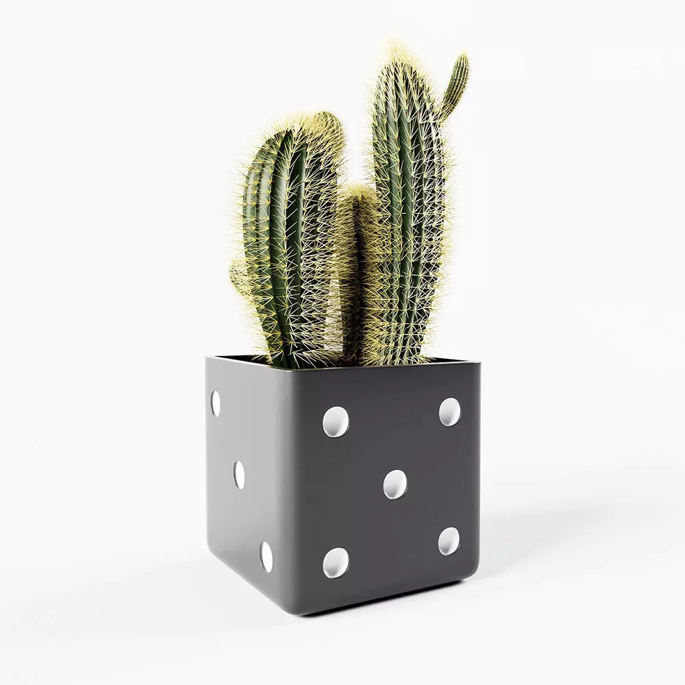 Bones 3D print model