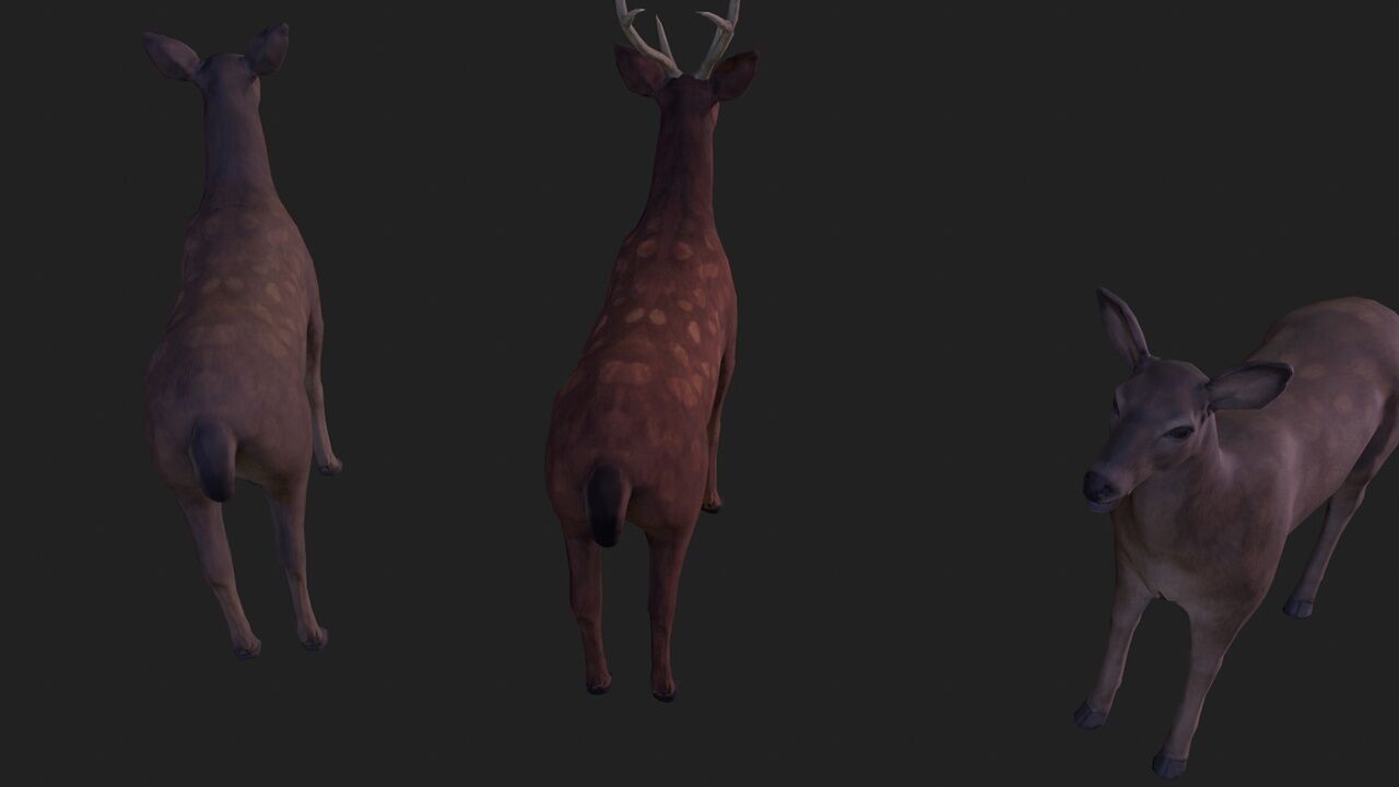 Sika deer complete animation Low-poly 3D model_3