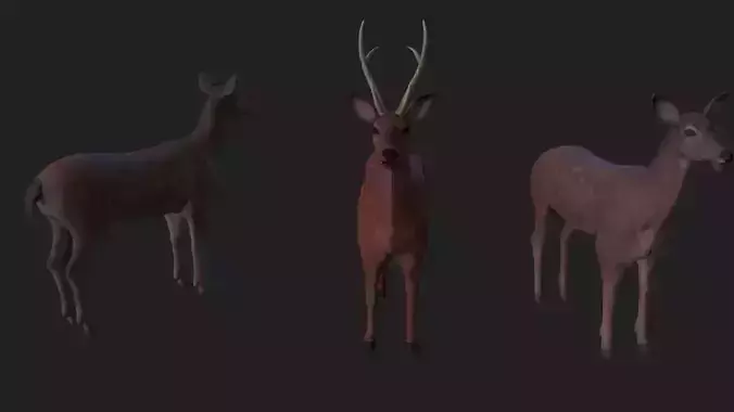Sika deer complete animation