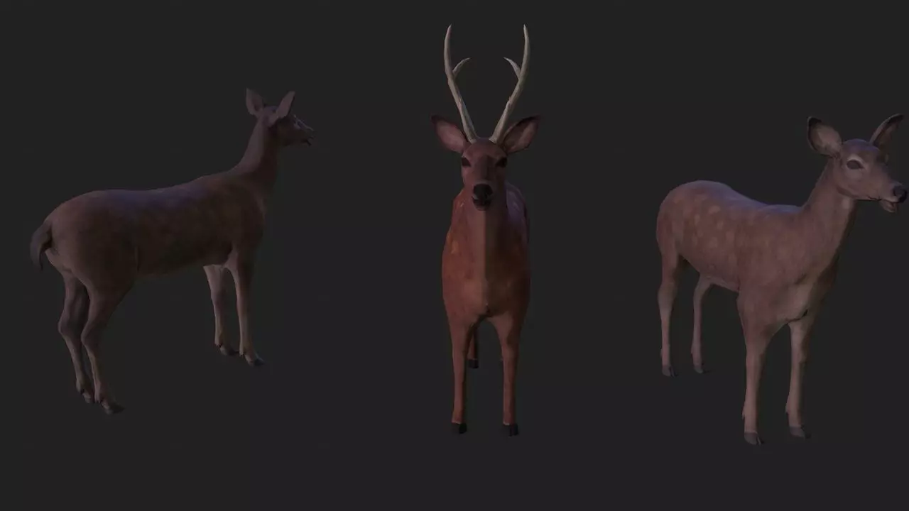 Sika deer complete animation Low-poly 3D model_0