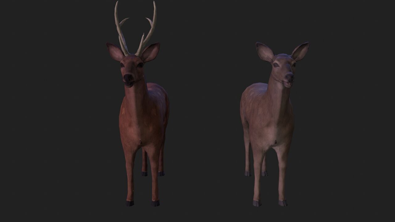 Sika deer complete animation Low-poly 3D model_4
