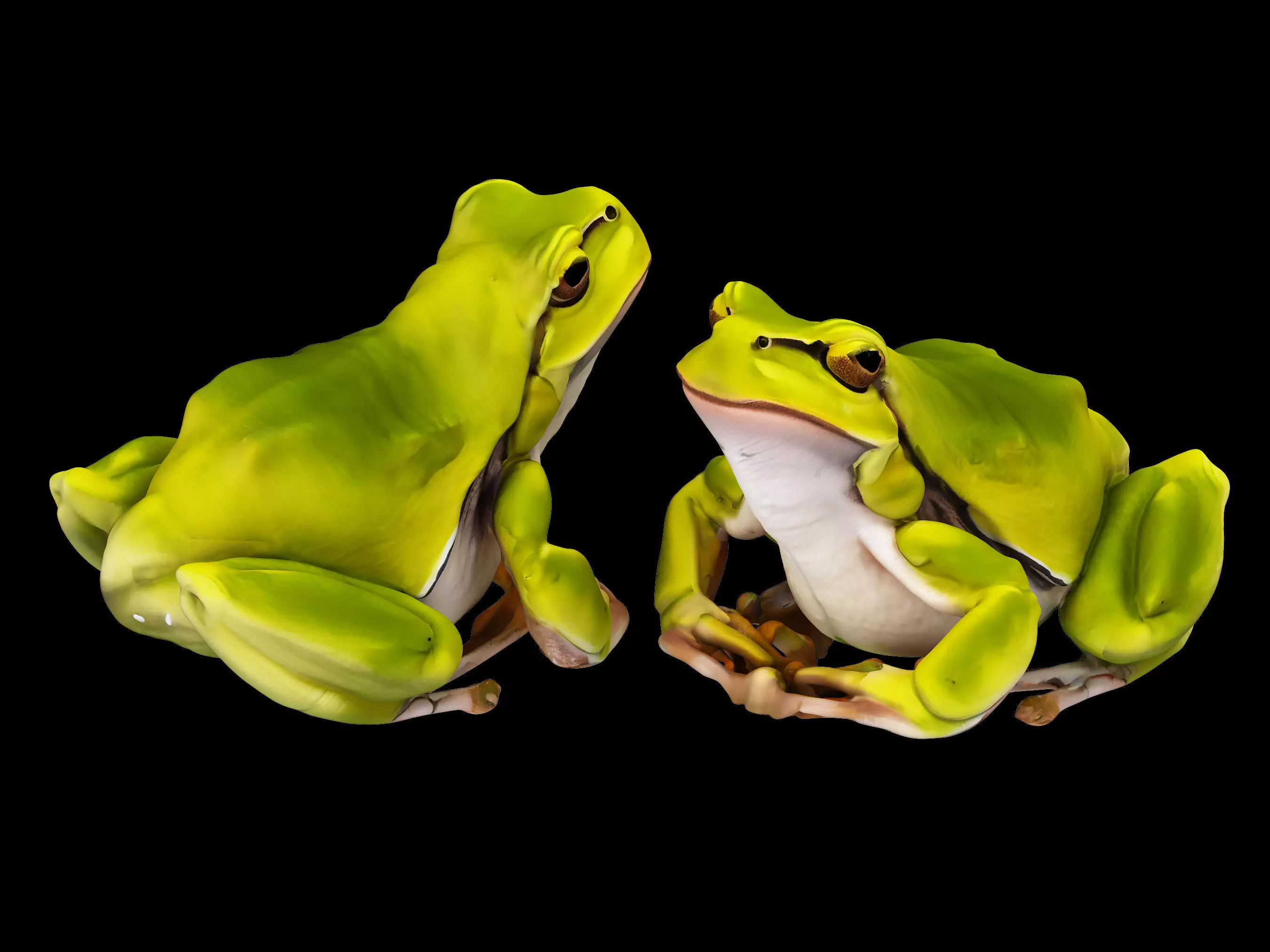 Frog bullfrog toad animal frog bullfrog tree frog 3D model