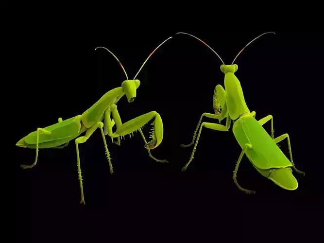 Mantis Dao Lang winged insect insect game animal cartoon animal 3D model