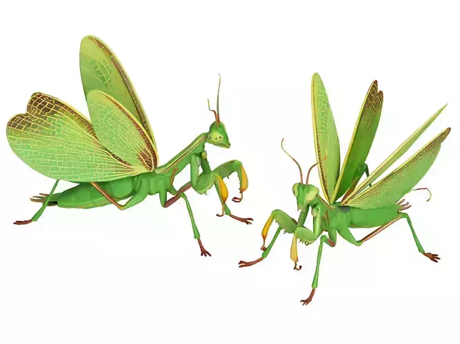 Mantis 
