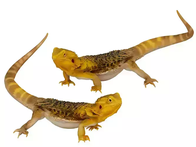 Lizard 3D model