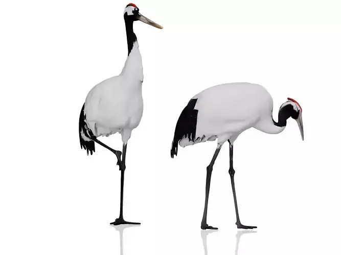 white crane 3D model