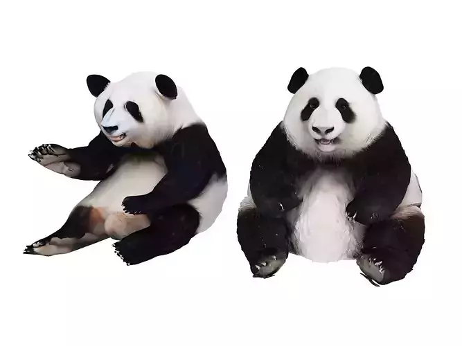 Panda 3D model