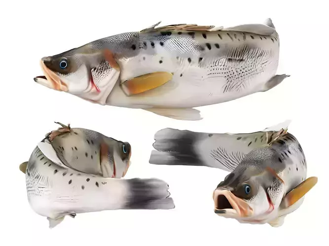 fish fish 3D model