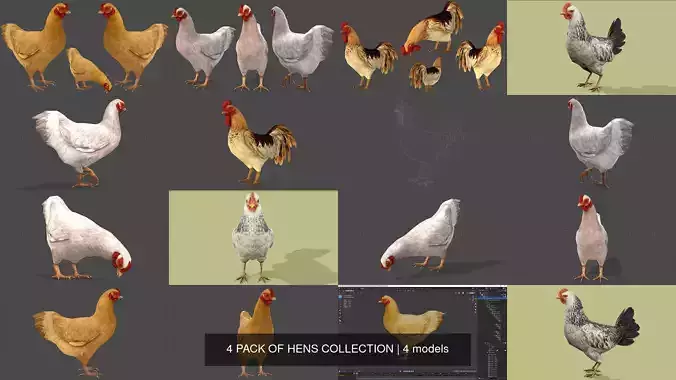 4 PACK OF HENS COLLECTION 