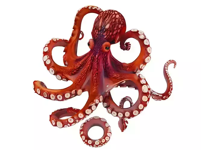 Octopus 3D model