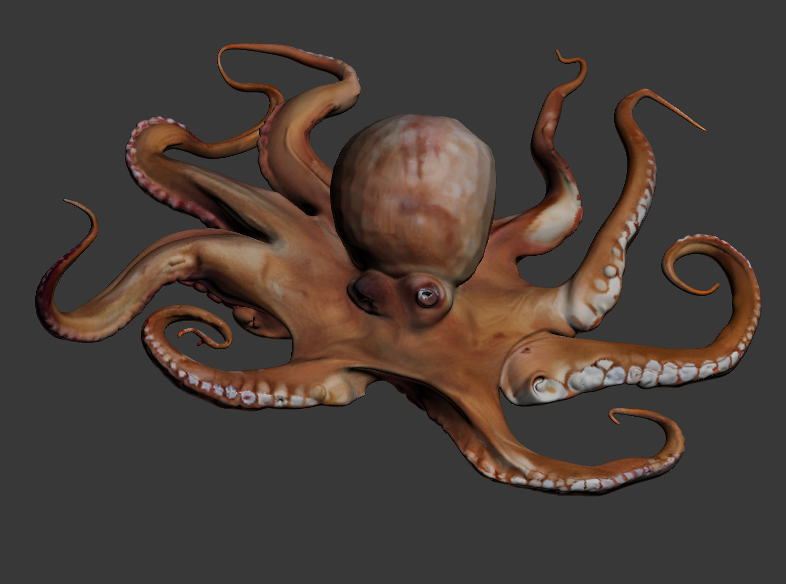 Octopus 3D model_1