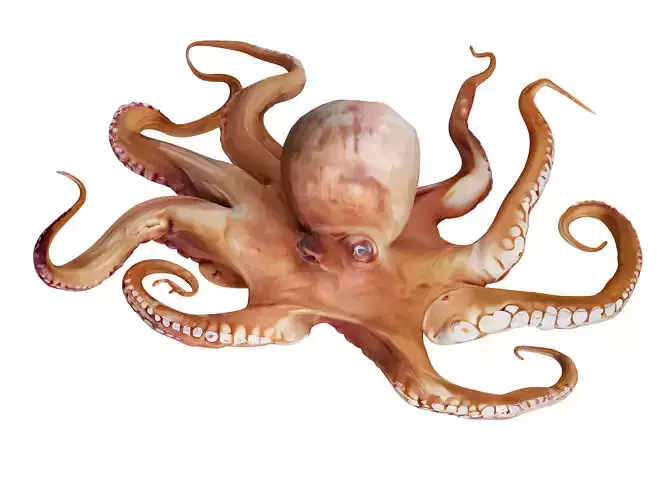 Octopus 3D model