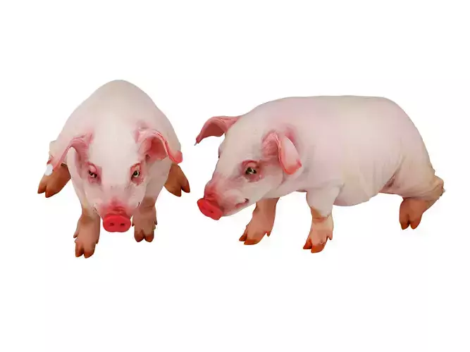 mammals 3D model