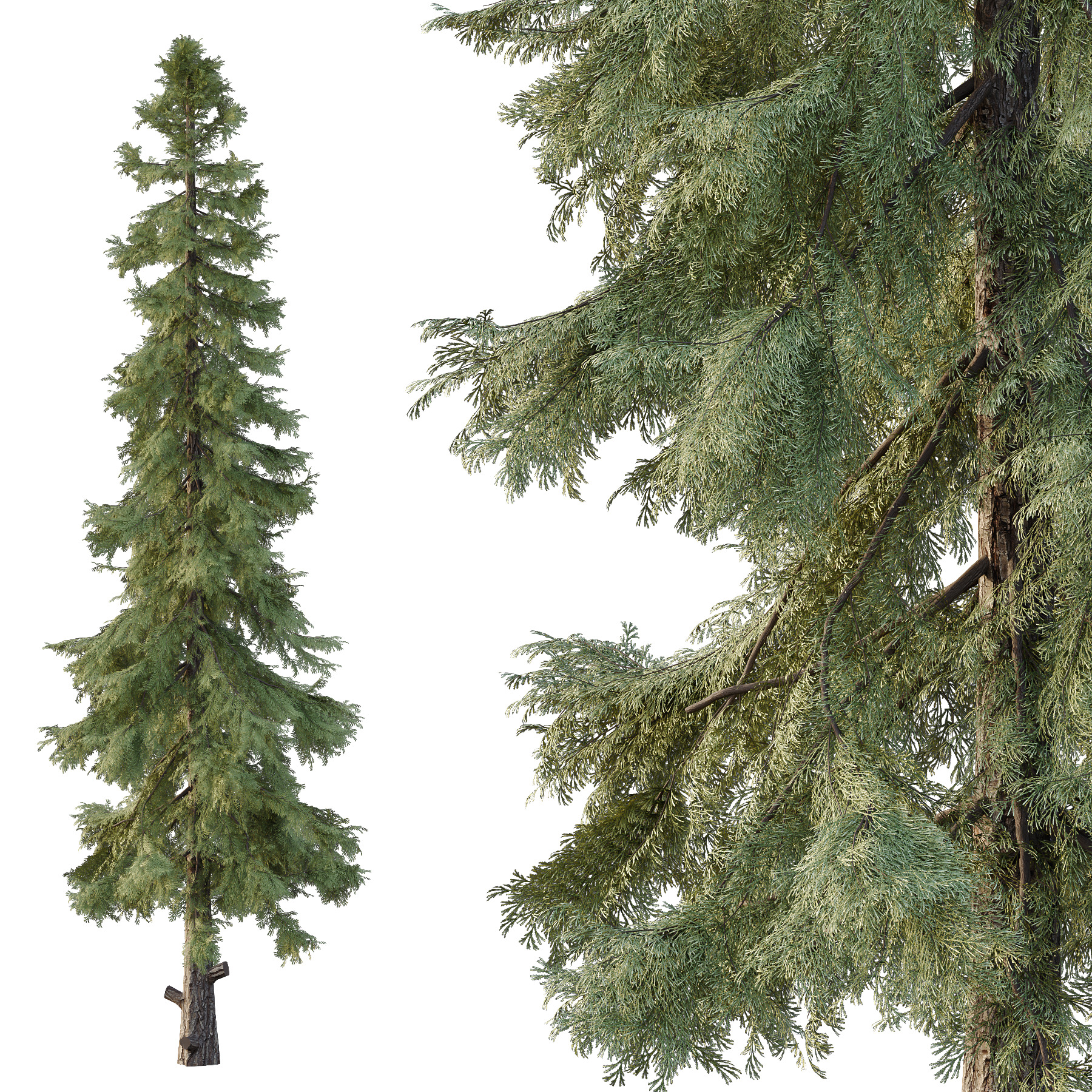 Alaska cedar Chamaecyparis thyoides Tree 3D model_2