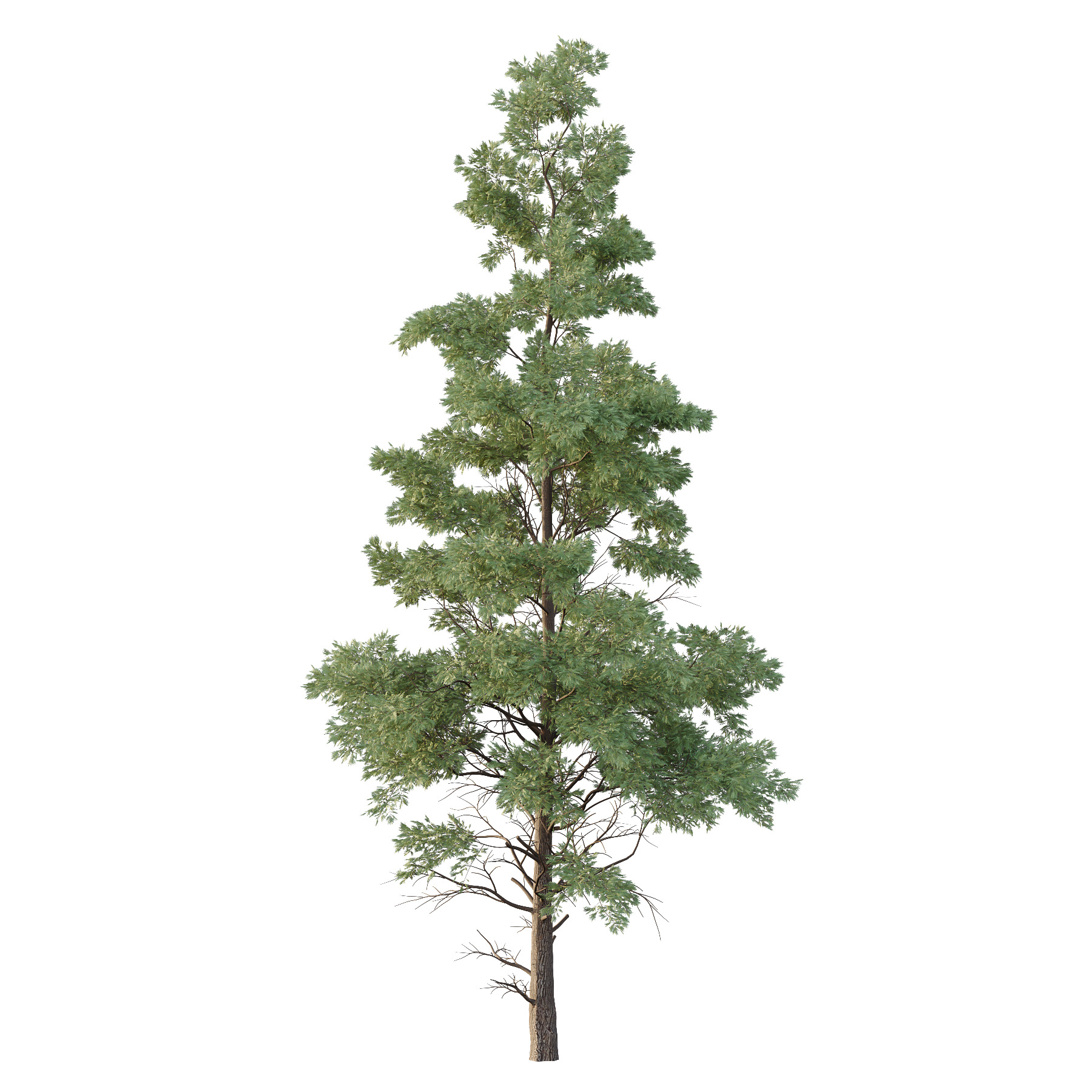 Alaska cedar Chamaecyparis thyoides Tree 3D model_1