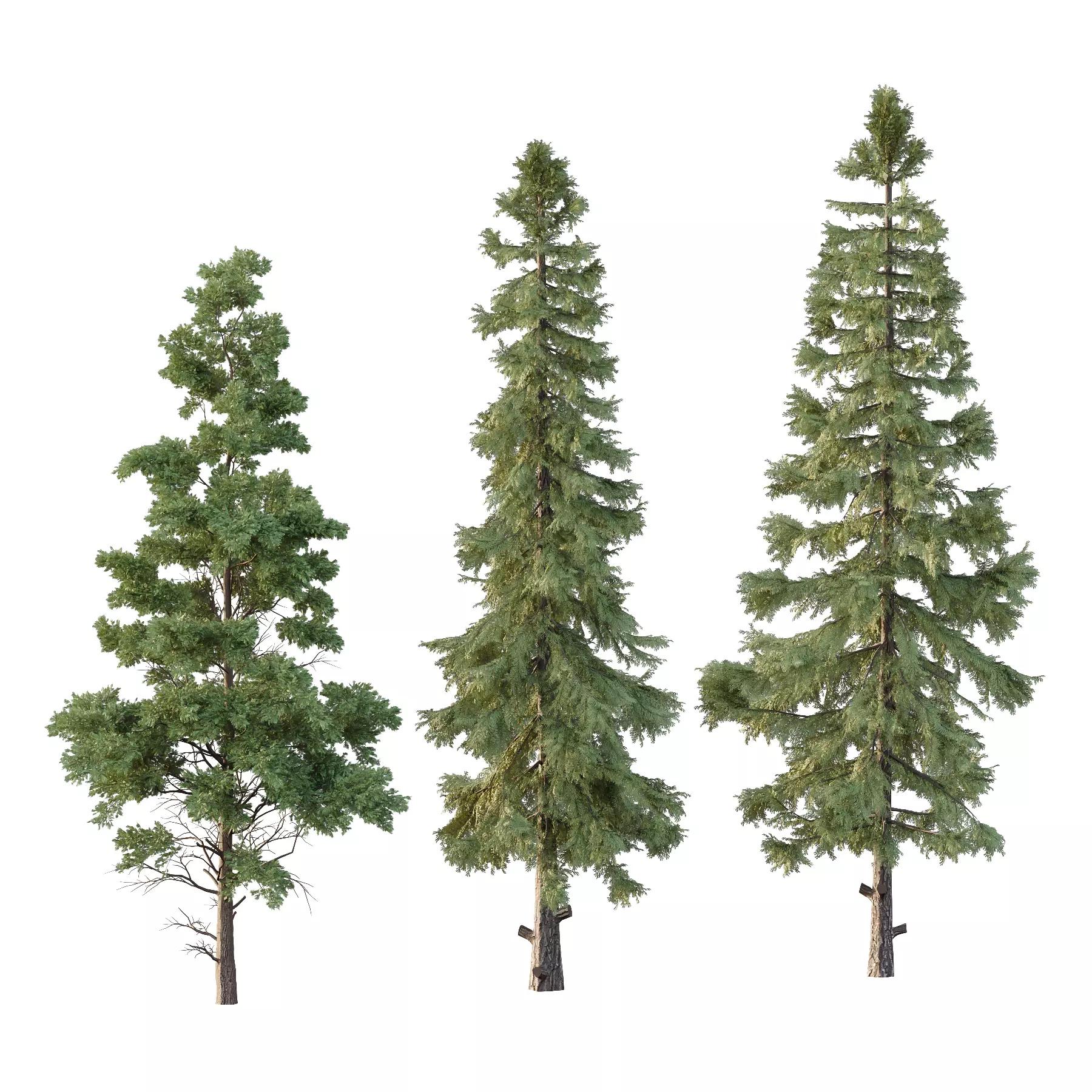 Alaska cedar Chamaecyparis thyoides Tree 3D model_0