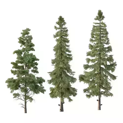 Alaska cedar Chamaecyparis thyoides Tree