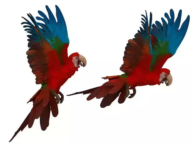 Parrot 