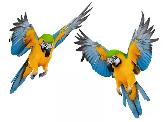 Parrot 3D model