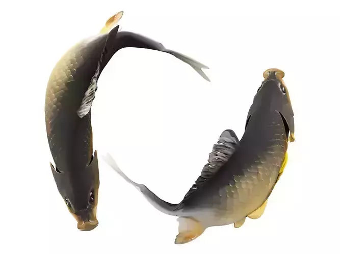 Fish carp 3D model