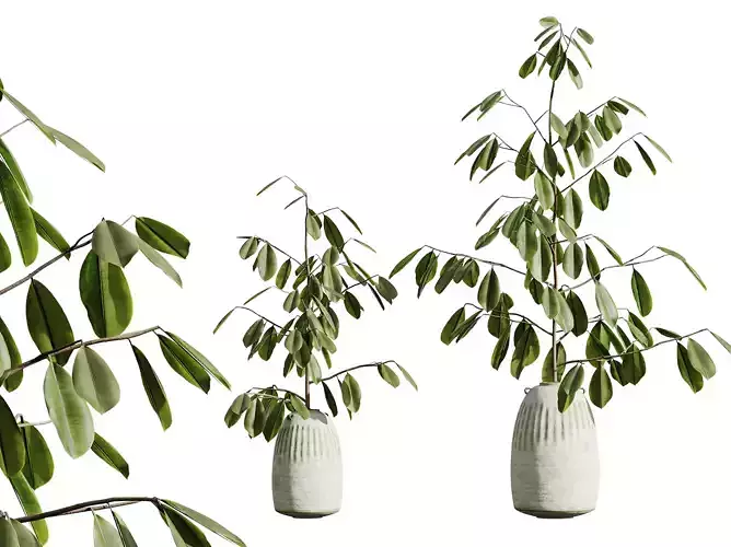 AV HousePlants Japandi Minimalism Ficus Dracaena Marginata09
