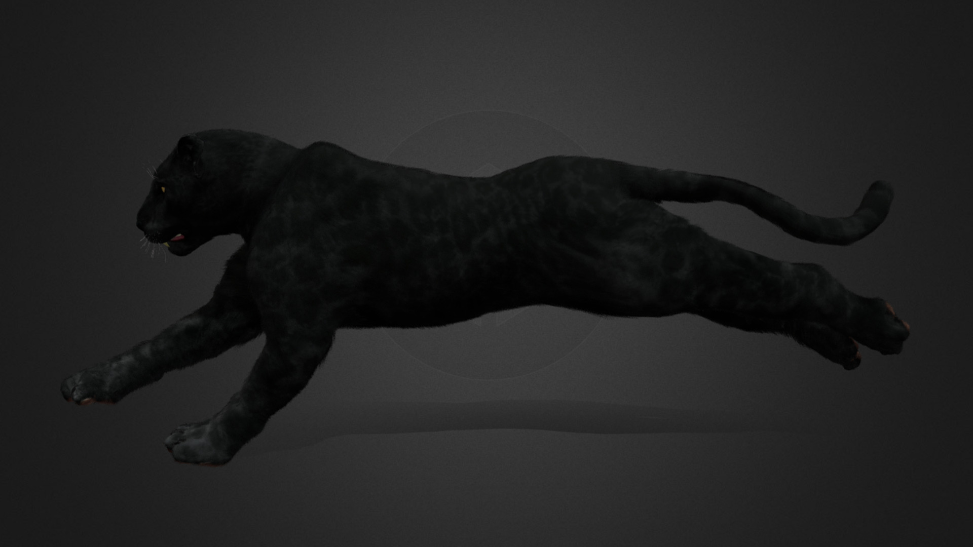 Panther Realistic Animated 3D model_2