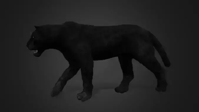 Panther Realistic Animated 3D model