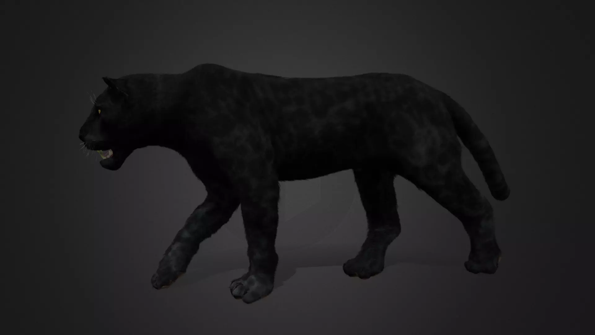 Panther Realistic Animated 3D model_0