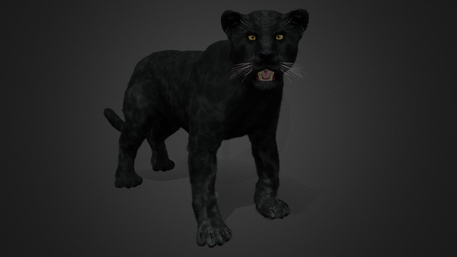 Panther Realistic Animated 3D model_6