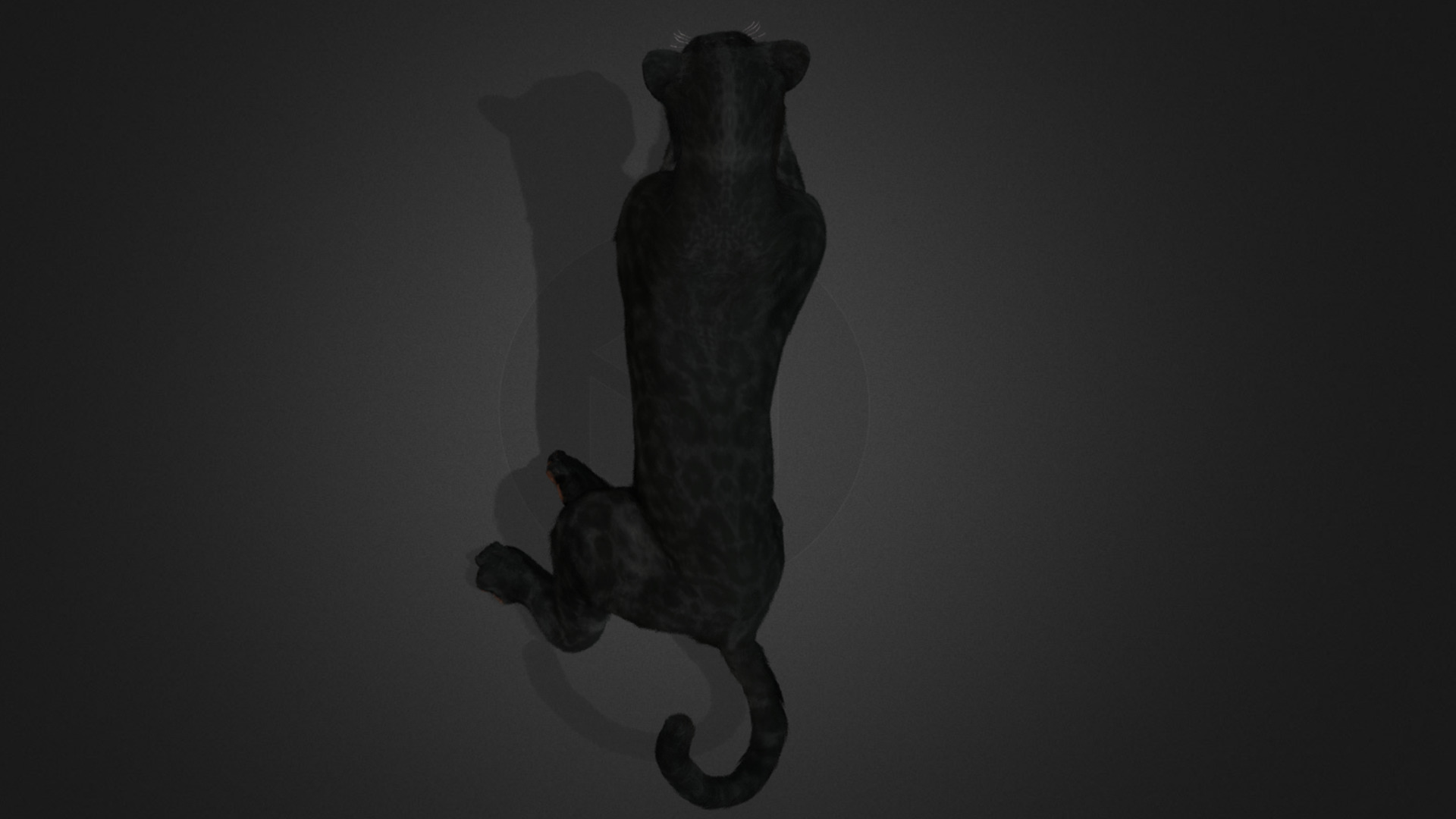 Panther Realistic Animated 3D model_8