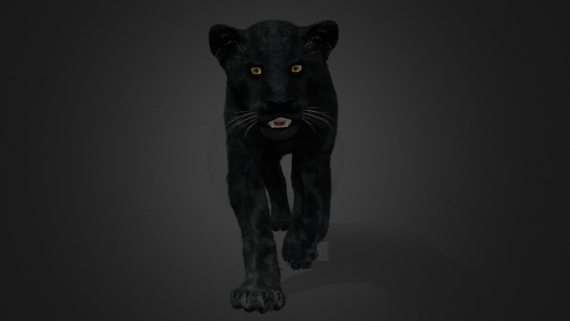 Panther Realistic Animated 3D model_7