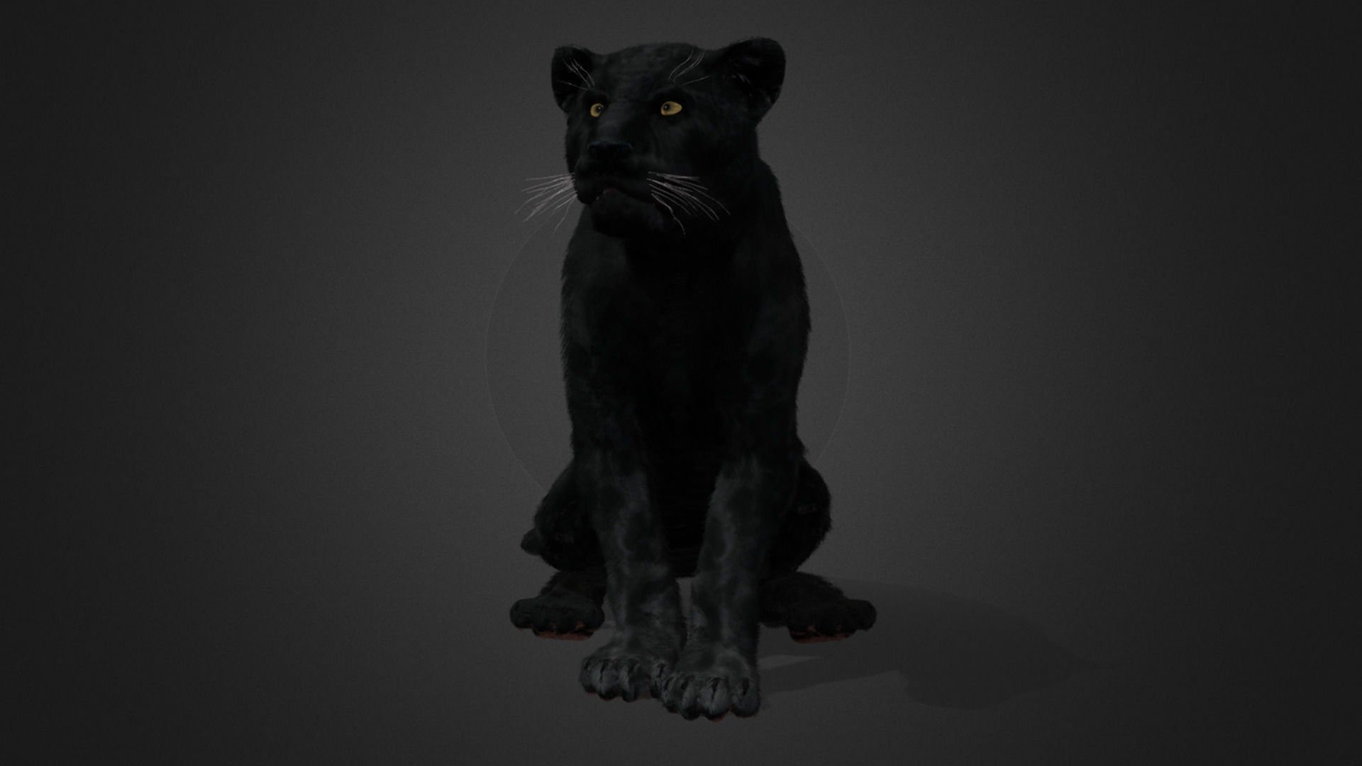 Panther Realistic Animated 3D model_4