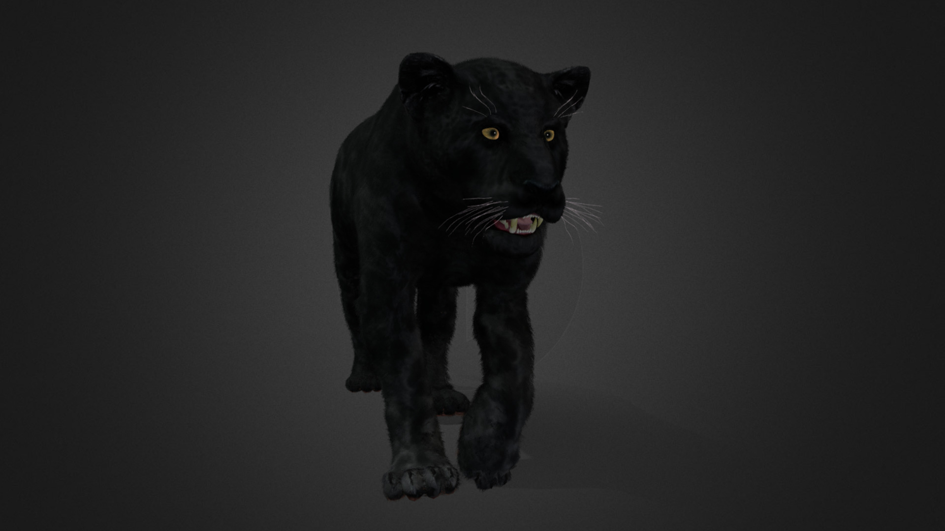 Panther Realistic Animated 3D model_5