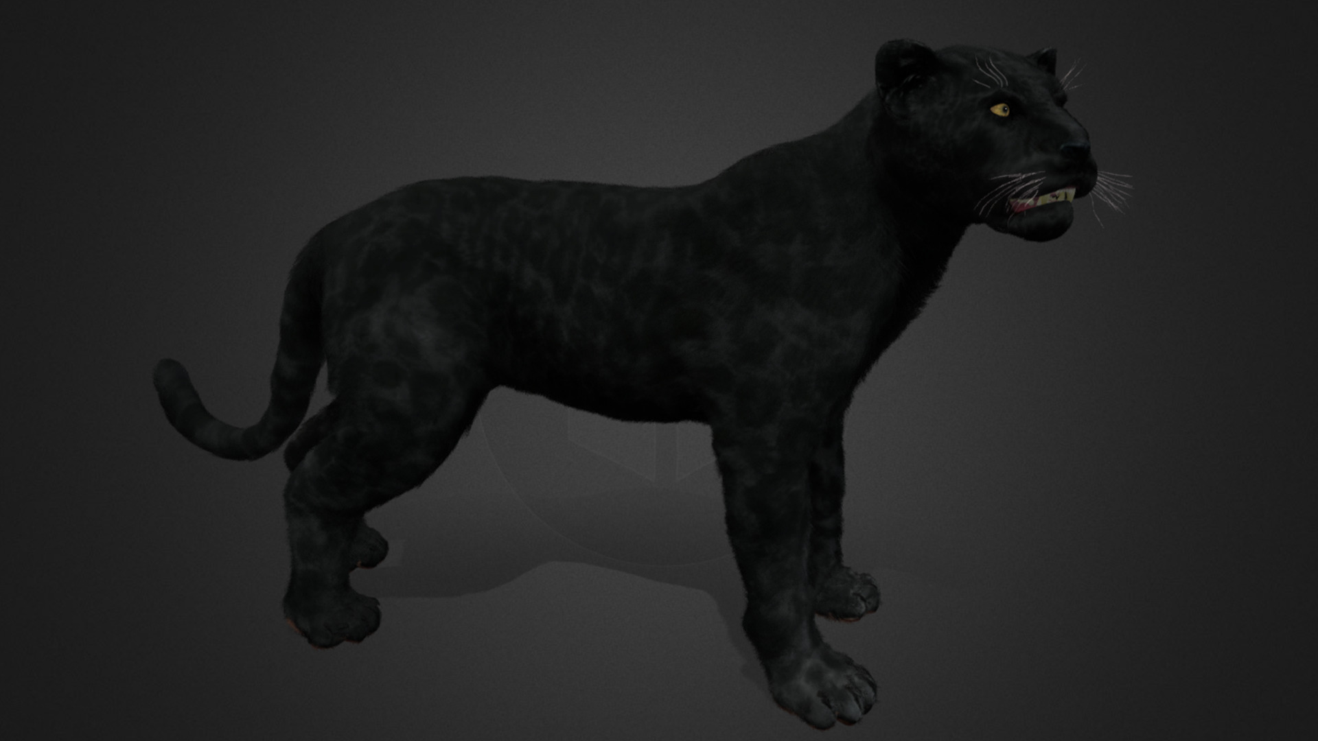 Panther Realistic Animated 3D model_3