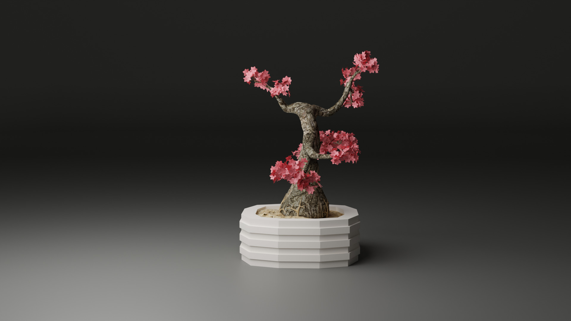 Sakura Bonsai 3D model_4