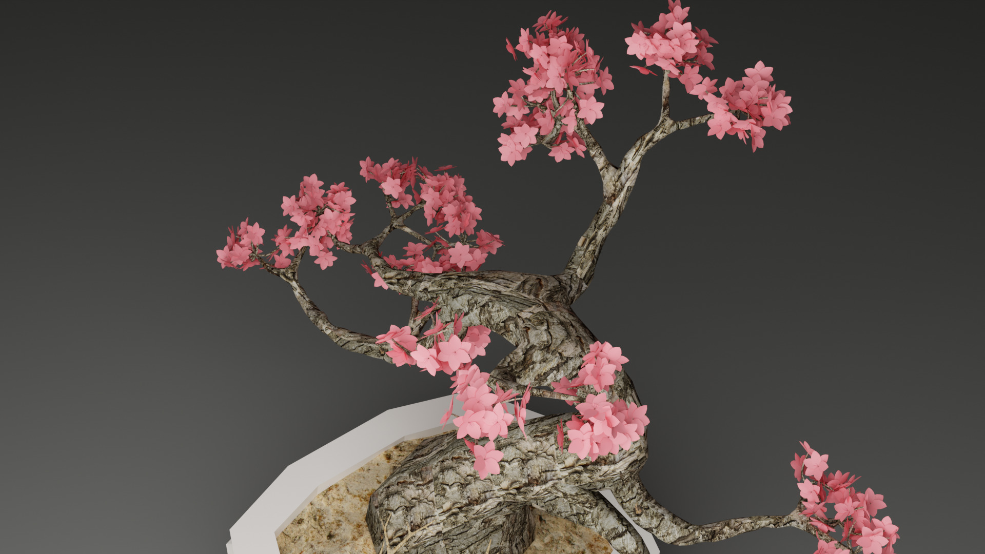Sakura Bonsai 3D model_13