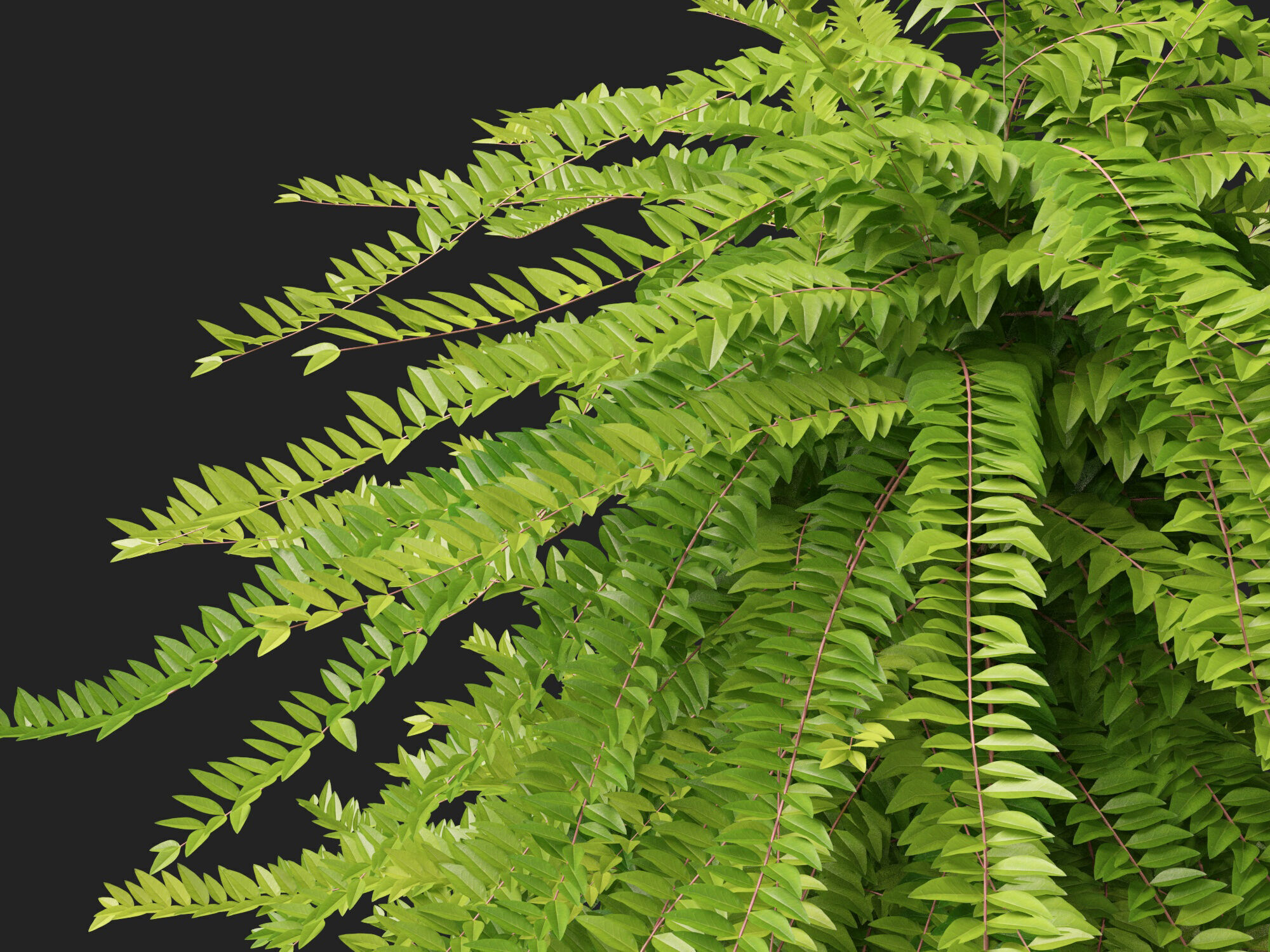 HighpolyLowPoly -  Lonicera nitida - box honeysuckle Low-poly 3D model_2