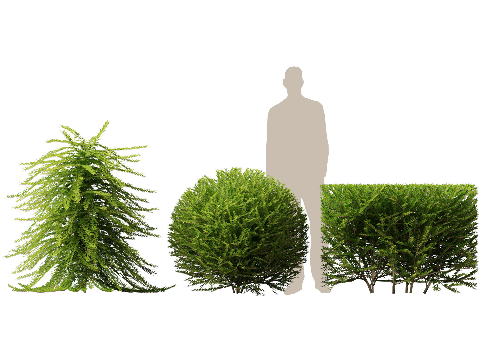 HighpolyLowPoly -  Lonicera nitida - box honeysuckle Low-poly 3D model_6