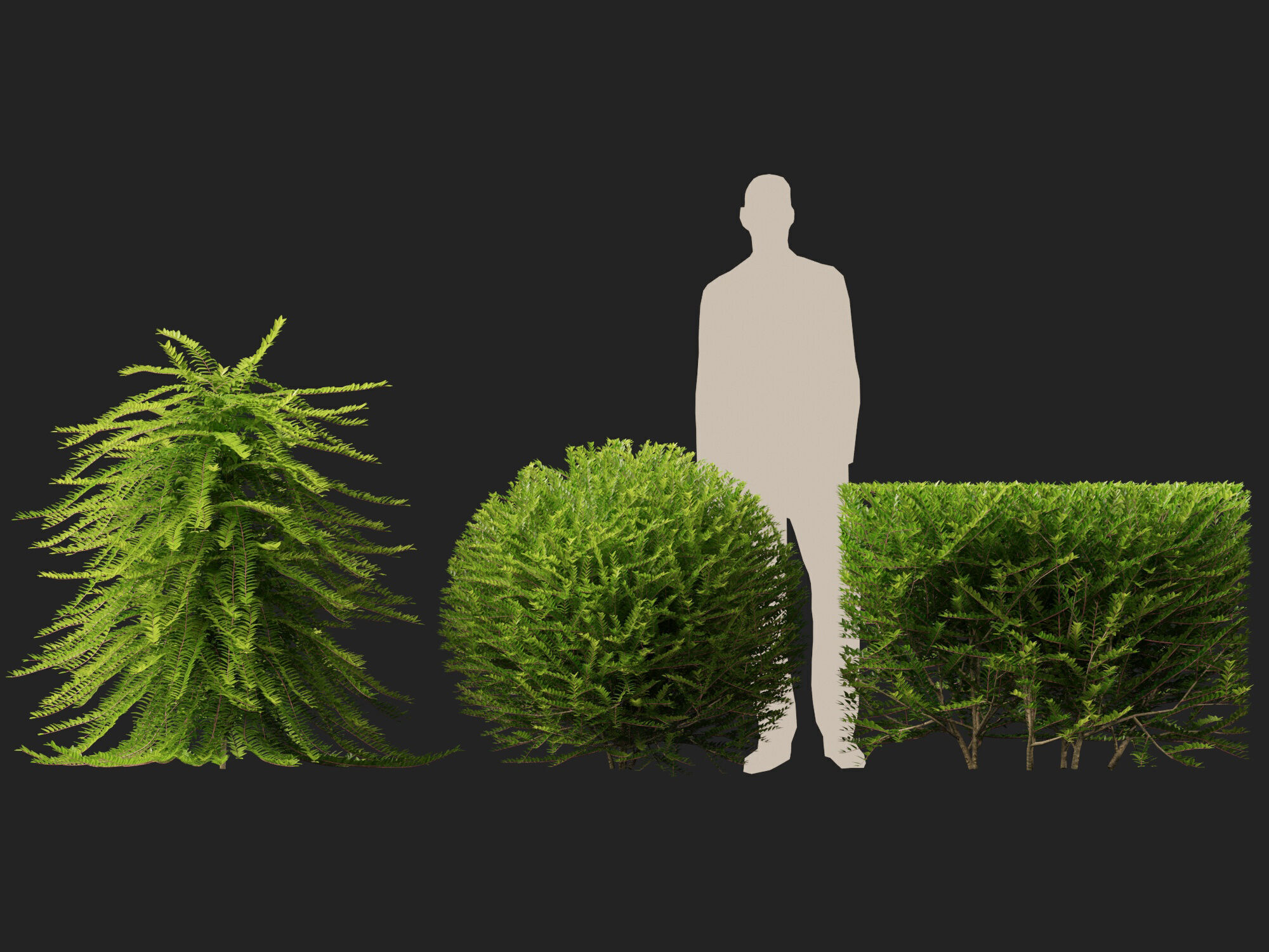 HighpolyLowPoly -  Lonicera nitida - box honeysuckle Low-poly 3D model_7