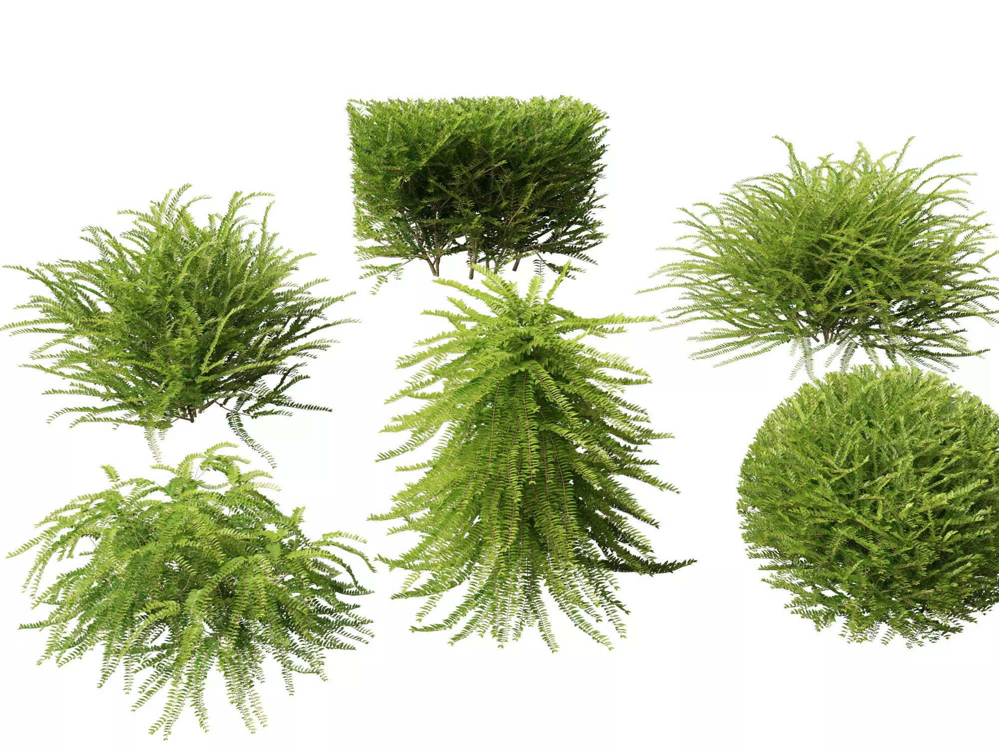 HighpolyLowPoly -  Lonicera nitida - box honeysuckle Low-poly 3D model_0